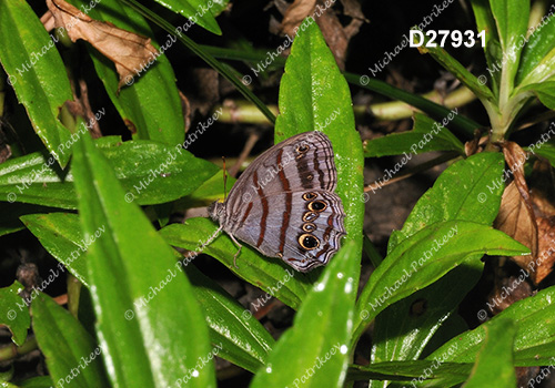 Blue-gray Satyr (Magneuptychia libye)